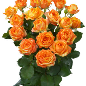 Orange Peps (hr)