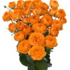 Orange Trendsetter (hr)