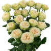 Summerrose