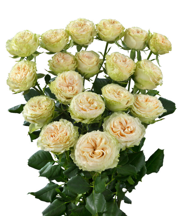 Summerrose